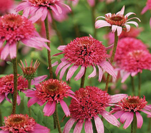 echinacea purpurea pink double delight