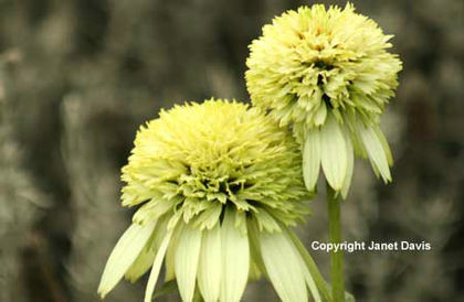Echinacea%20