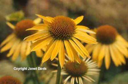Echinacea%20