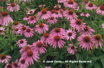 Echinacea%20purpurea%20
