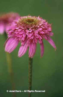 Echinacea%20 - 2014-2016 dorinte o parte iar cealalta de vizionat