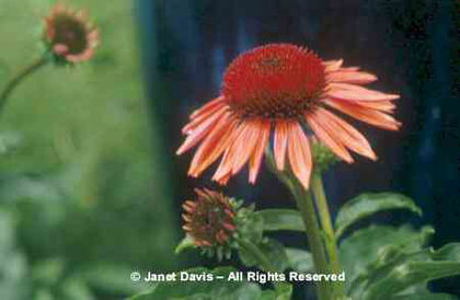 Echinacea%20 - 2014-2016 dorinte o parte iar cealalta de vizionat