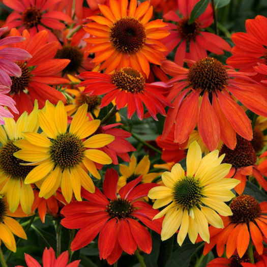 echinacea_cheyenne_spirit_pop-up - 2014-2016 dorinte o parte iar cealalta de vizionat