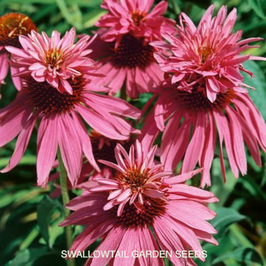 echinacea_double_decker_gasit - 2014-2016 dorinte o parte iar cealalta de vizionat