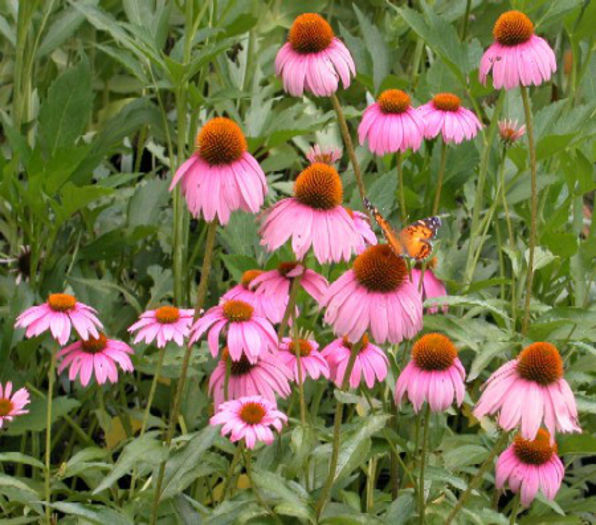 echinacea_kim