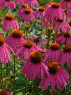 echinacea_kimskneehigh