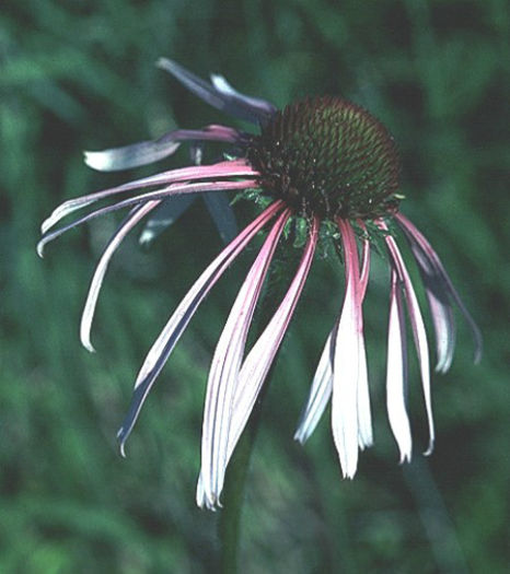 echinacea_pallida - 2014-2016 dorinte o parte iar cealalta de vizionat