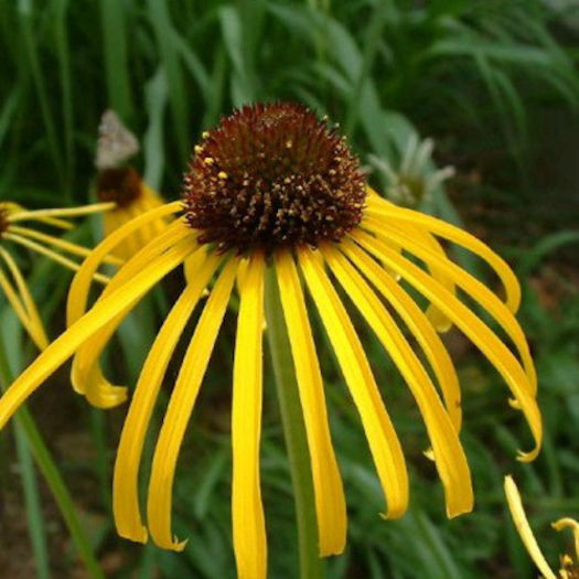 echinacea_paradoxa_3 - 2014-2016 dorinte o parte iar cealalta de vizionat