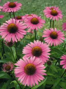 echinacea_primadonna_deep_rose_3 - 2014-2016 dorinte o parte iar cealalta de vizionat