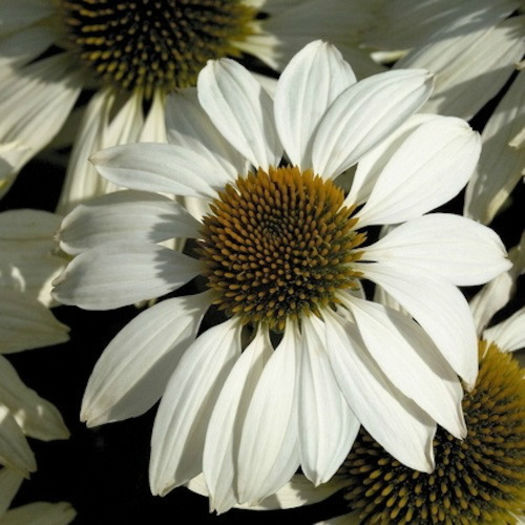 echinacea_primadonna_white_3 - 2014-2016 dorinte o parte iar cealalta de vizionat