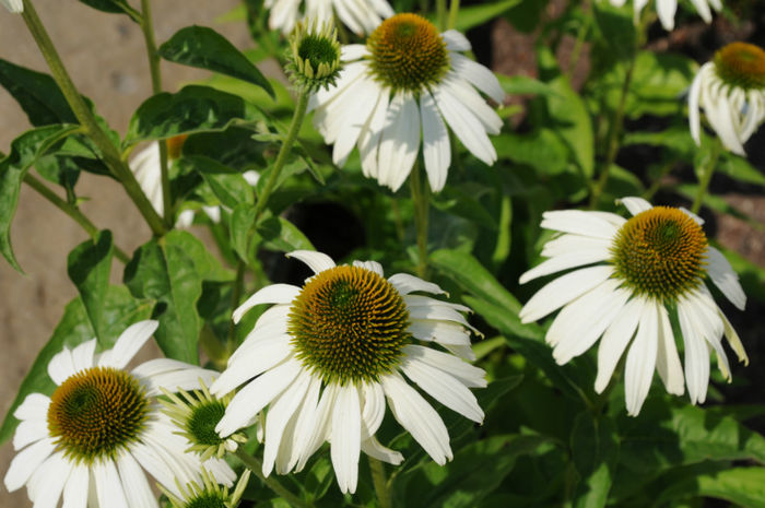 Echinacea_purpurea_ - 2014-2016 dorinte o parte iar cealalta de vizionat