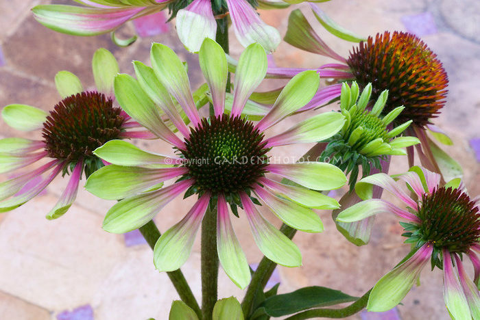 Echinacea-Green-Envy-25924 - 2014-2016 dorinte o parte iar cealalta de vizionat