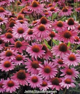 echinacea-magnus-superior-jelitto-staudensamen