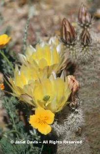 Echinocereus%20pectinatus%20var_%20dasyacanthus - 2014-2016 dorinte o parte iar cealalta de vizionat
