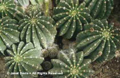 Echinopsis%20oxygona - 2014-2016 dorinte o parte iar cealalta de vizionat