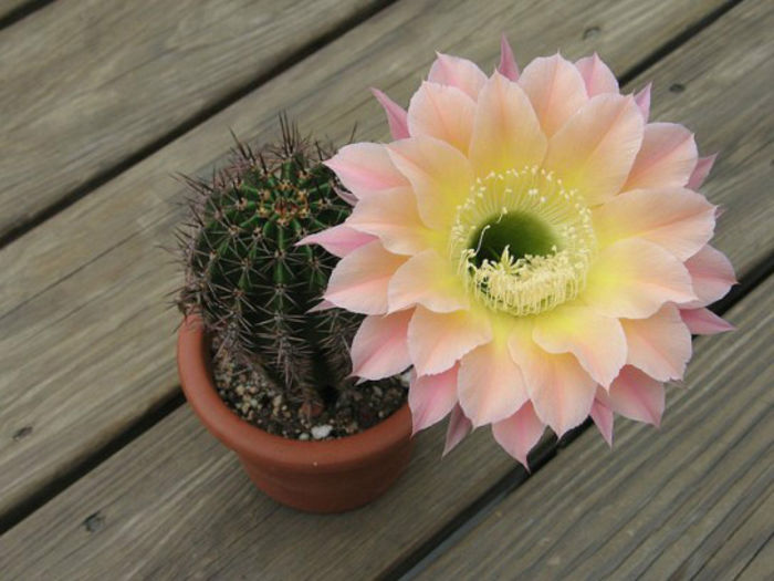 echinopsis-huntogton-hybrid - 2014-2016 dorinte o parte iar cealalta de vizionat
