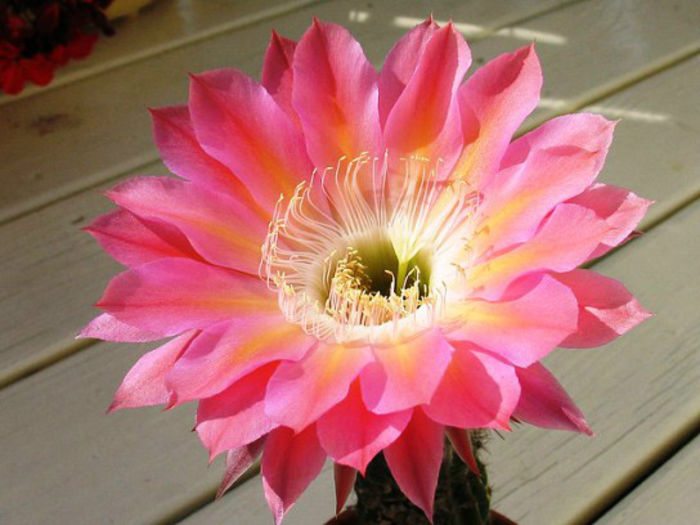 echinopsis-schick-hybrid - 2014-2016 dorinte o parte iar cealalta de vizionat