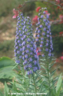 Echium%20candicans