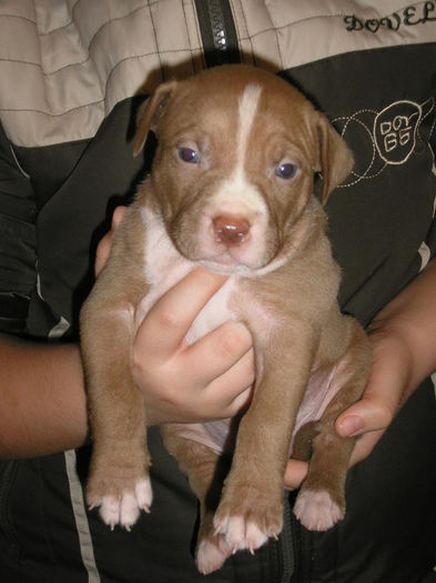 SPERO la 4 saptamin - American Pitbull Terrier