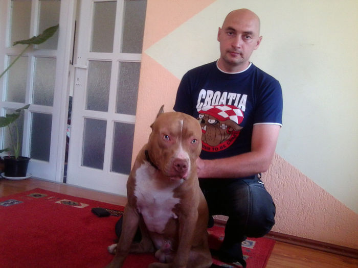 F - American Pitbull Terrier