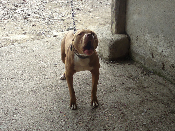 2013-09-15-192 - American Pitbull Terrier