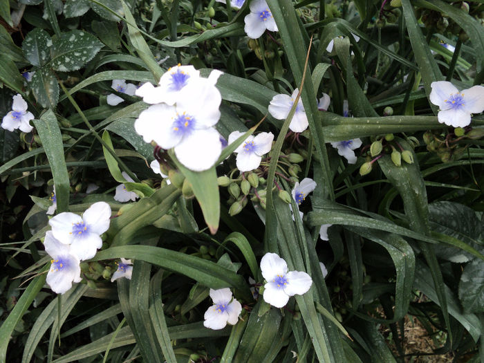  - TRADESCANTIA