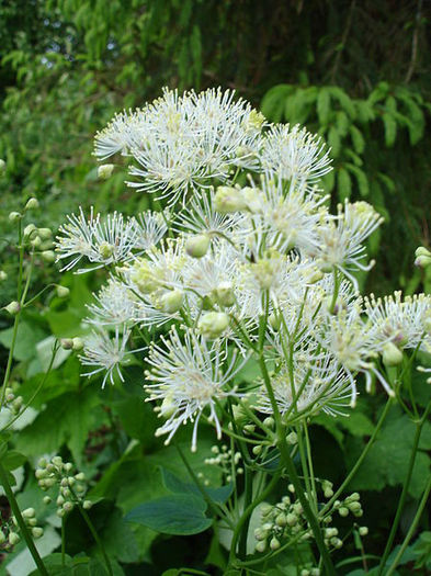 450px-Thalictrum_aquilegifolium_Niveum1UME - 2014-2016 dorinte o parte iar cealalta de vizionat