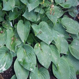 3624-hosta-blue-cadet-bohyska-funkie - 2014-2016 dorinte o parte iar cealalta de vizionat