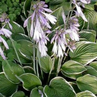 3640-hosta-francee-bohyska-funkie - 2014-2016 dorinte o parte iar cealalta de vizionat