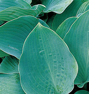 4200-hosta-halcyon-bohyska