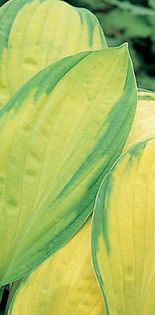 5585-hosta-gold-standard-bohyska - 2014-2016 dorinte o parte iar cealalta de vizionat