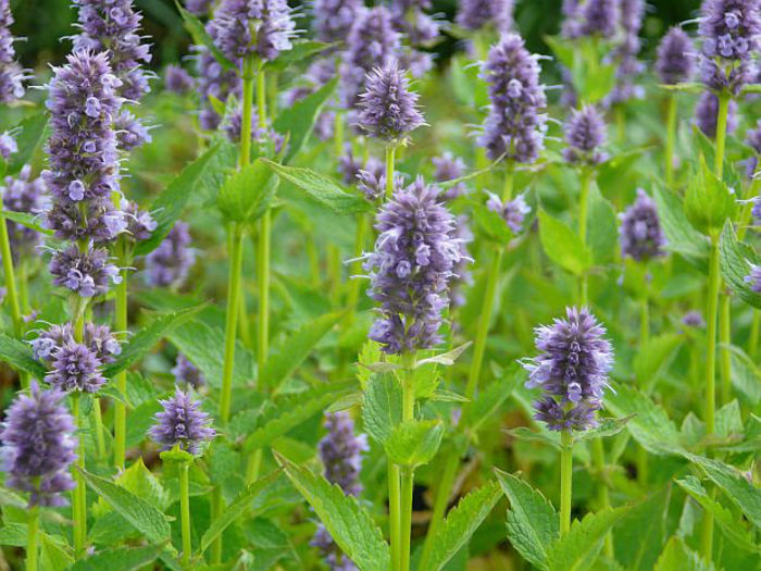 6531-agastache-mexicana-blue-fortune-agastache - 2014-2016 dorinte o parte iar cealalta de vizionat