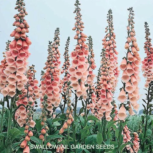 foxglove_apricot_beauty_3 - 2014-2016 dorinte o parte iar cealalta de vizionat