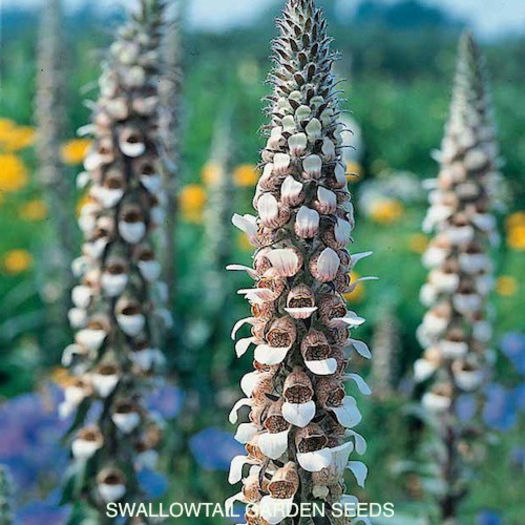 foxglove_cafe_creme_3 - 2014-2016 dorinte o parte iar cealalta de vizionat