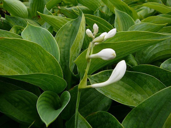 6841-hosta-blue-angel-bohyska-1 - 2014-2016 dorinte o parte iar cealalta de vizionat