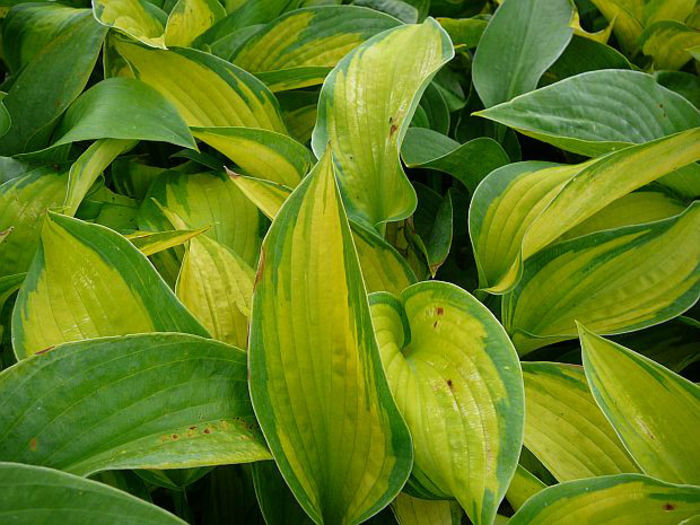 6865-hosta-great-expection-bohyska-1 - 2014-2016 dorinte o parte iar cealalta de vizionat