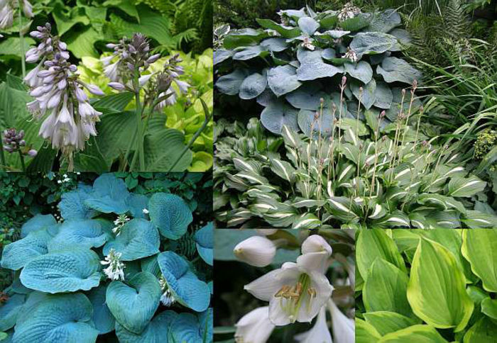 7375-hosta-bohyska-1