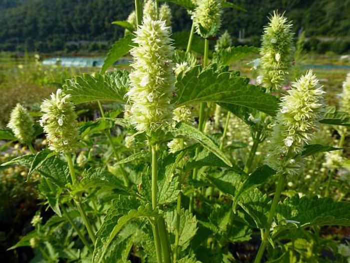 7437-agastache-rugosa-alabaster-1