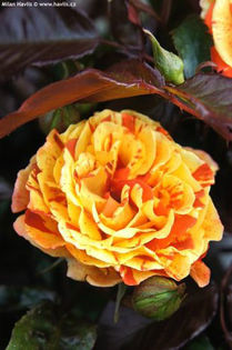 7867-rosa-papagena-r-ruze-1
