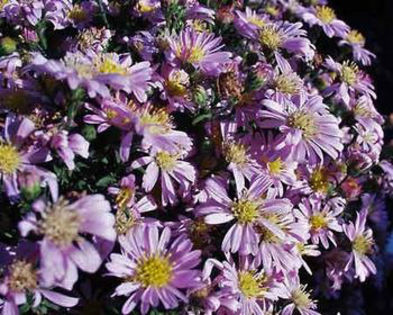 ASTER_novi_belgii_Patricia_Ballard[1]