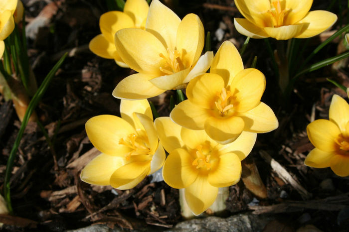 crocus-species