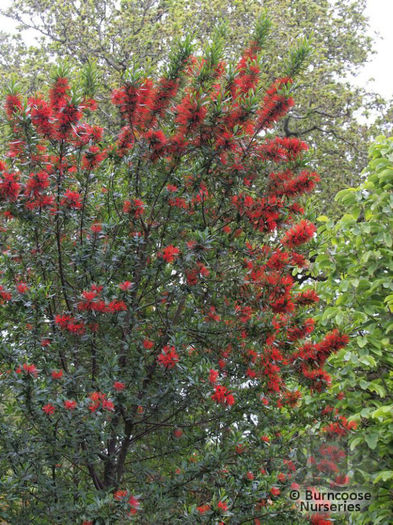 embothrium_lanceolatum_norquinco_1661~3a