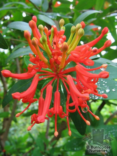 Embothrium_Norquinco