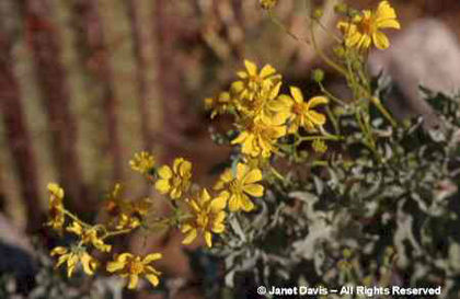 Encelia%20farinosa