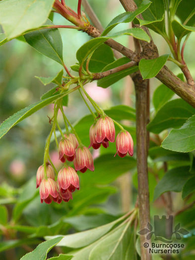 enkianthus_pagoda_5472~2