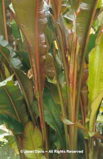 Ensete%20ventricosum