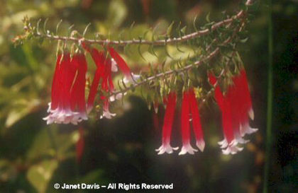 Epacris%20longifolora