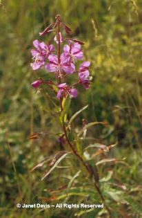 Epilobium%20angustifolium