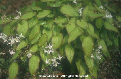Epimedium%20stellulatum