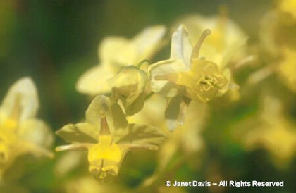 Epimedium%20x%20versicolor%20